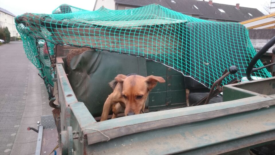 Unimog 411 mit Hund