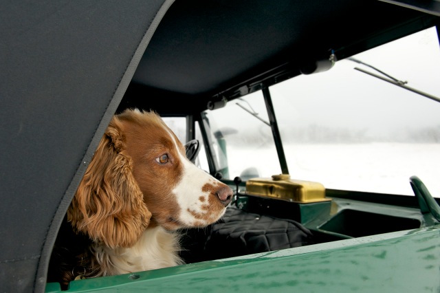 Copilot mit Hängeohren im 411er