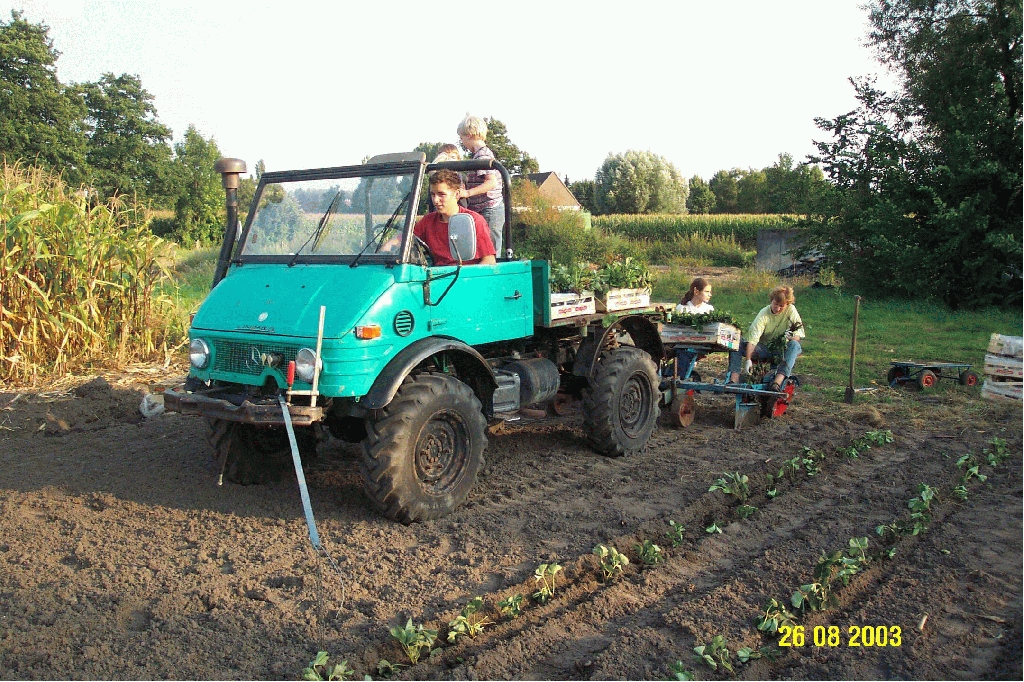 auch Erdbeeren kann man mit dem Unimog Pflanzen