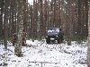 401 Froschauge im Wald