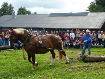 Rückepferd Hella konzentriert bei der Arbeit