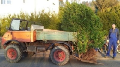 Buxus fast 3Meter groß