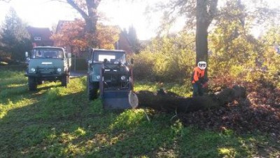 die Eiche wird für das Verladen zerlegt