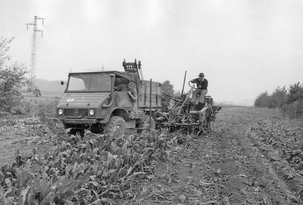 Unimog U30, Baureihe 411 mit Rübenvollerntemaschine bei der Rübenernte