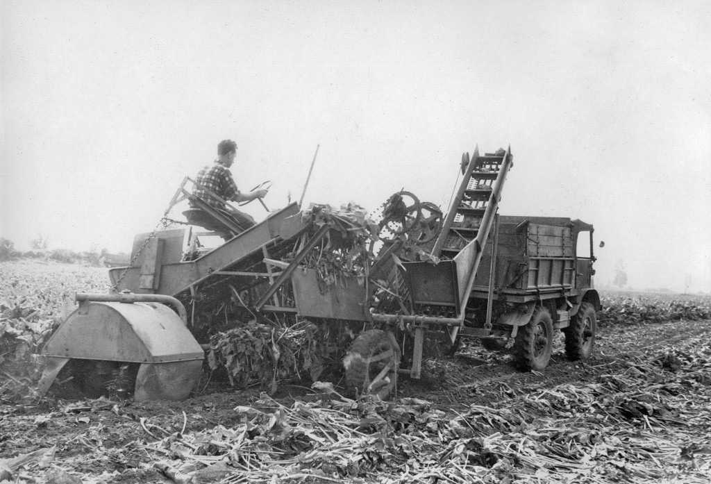 Unimog U30, Baureihe 411 mit Rübenvollerntemaschine bei der Rübenernte